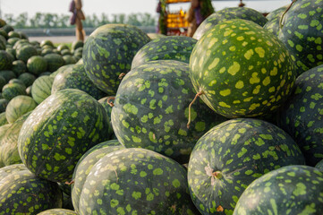 Fresh green watermelons with speckled skin stacked outdoors. The image evokes freshness and abundance, ideal for summer fruit promotions, local farming, and organic produce visuals