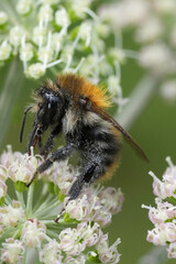 Close-up of a fuzzy bee covered in pollen, perched on delicate white flowers, showcasing the beauty of nature's small details.