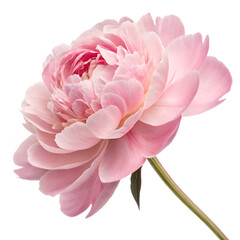 pink dahlia isolated on white