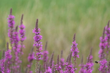 Field of purple flowers, illuminated by natural light with soft blurred background, and a bee foraging.