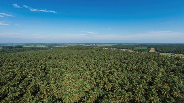 Overhead image showing extensive palm oil plantations in a lush environment