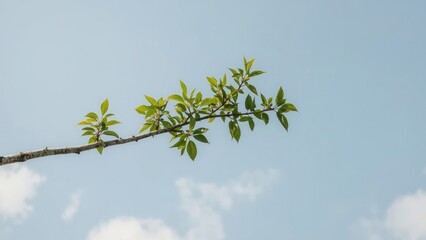Obraz premium Springtime birch limb with fresh leaves and open sky background