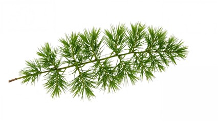 Leafy twig separated on a plain white background, clipping path applied.