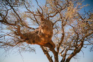 Soziale Webervögel bauen riesiges Gemeinschaftsnest in einem Baum in Namibia
