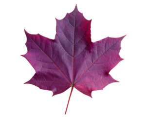 Single Vibrant Purple Autumn Leaf, detailed veins, isolated on white background