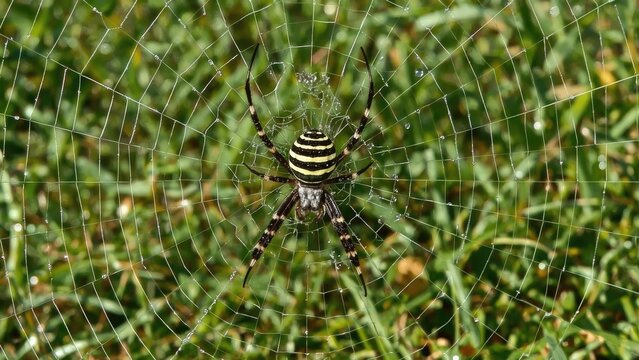Giant orb-weaver spider (Argiope lobata) resting on intricate web with natural elements