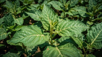 Aromatic tobacco grown in a plantation setup for commercial use.