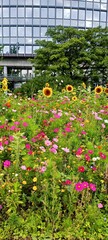 Łąka w mieście ze słonecznikami i budynkiem szklanym © Joanna G.
