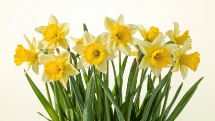 Vibrant yellow and white daffodils in spring