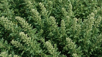 Fototapeta premium Lush greenery and flowering Teucrium fruticans enhancing natural garden beauty