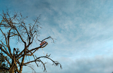 A colorful kite tangled in the branches of a tree against a moody sky