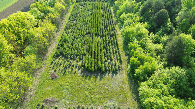 Young trees growing for forest restoration