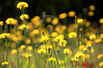 Yellow flowers in the sunlight