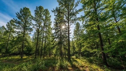 Woodland under a clear azure sky with tall trees