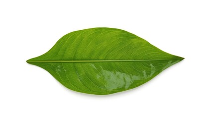 Obraz premium Close-up of fresh herb leaves on a white canvas