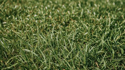 Obraz premium Green meadow surface pattern with fresh grass