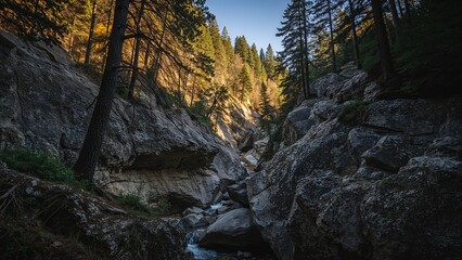 Obraz premium Experience the quiet allure of a forest ravine with sunlit rugged cliffs, embraced by high trees and dense greenery. A tranquil outdoor haven.
