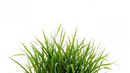 Bright young wheat grass against a plain white surface