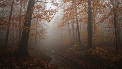 Fototapeta premium Misty autumn morning in the woodland