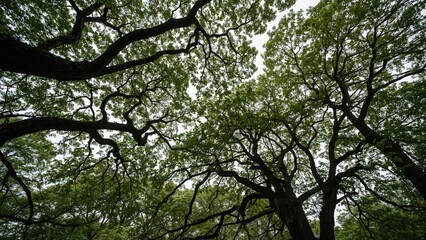 Fototapeta premium Old limbs and bright greenery murmur forest tales, acting as lively guardians of the green meadow.