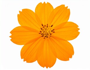 Bright orange flower on a white background