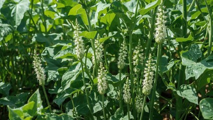 Organic okra cultivation with vibrant flowers and textured leaves in a lush farming environment