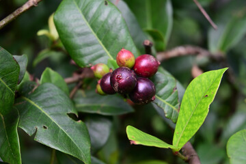 Fototapeta premium Soft focus view of a fruit growing on a ripe fruit bunch of a jungle geranium plant