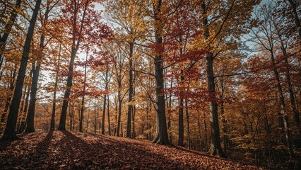 Fototapeta premium Gorgeous golden woodland with vibrant foliage and trees in autumn scenery