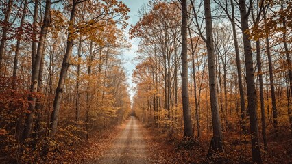 Fototapeta premium Serene forest route with autumn scenery