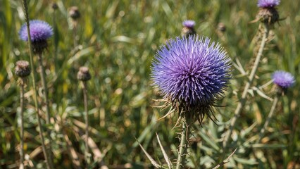 Macro image capturing the blossoming blue globe thistle amidst green summer foliage, emphasizing the horticultural textures of echinops and sturdy perennial plants