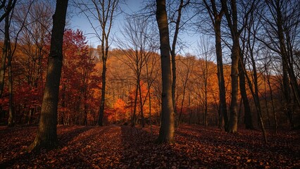 Fototapeta premium Gorgeous autumn dawn appreciating the fall hues