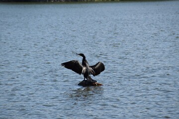 A great cormorant is standing with spread wings on a stone in the middle of a sea in sunny summer day.