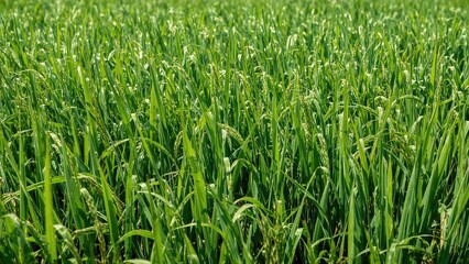 Fototapeta premium Agricultural scenery with lush green crops under a sunny sky