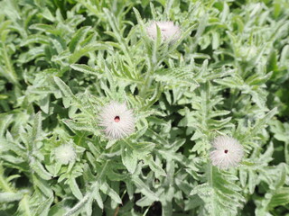 ミヤマサワアザミの花