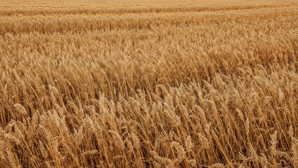 Fototapeta premium A wide stretch of sunlit golden grass flows rhythmically with the gentle wind, glowing warmly like waves on a peaceful sea.