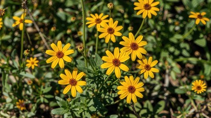 Bright yellow tickseed (Bidens ferulifolia) blossoms flourish under the sun in a lively garden setting.
