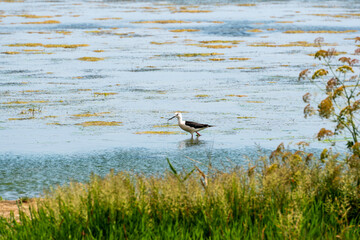 The black-winged stilt ( Himantopus himantopus ) walks in shallow water and searches for food - small invertebrates - in the muddy bottom with the help of a long beak.