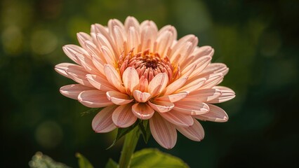 Charming blossom captured against a soft green backdrop