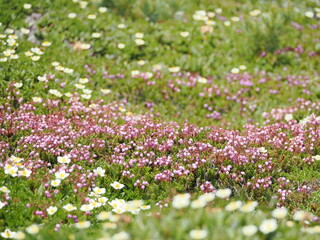 エゾノツガザクラの花