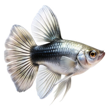 a single molly fish smooth silver or black colo (1).png