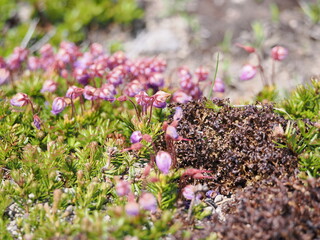 エゾノツガザクラの花