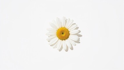 Isolated daisies and chamomile blooms on a white surface