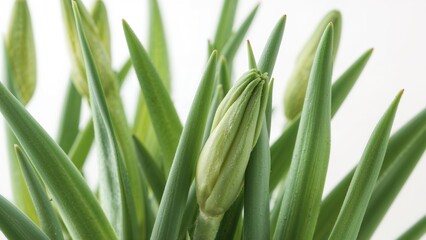 Obraz premium Close-up of Iris Blossoms and Foliage Against a White Backdrop