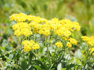 チシマキンレイカの黄色い花