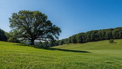 Obraz premium Vibrant green pasture with a single tree beside dense forest