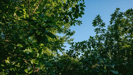 Obraz premium Lush natural scenery under a clear blue sky