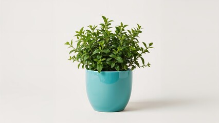 Fototapeta premium Lush mint leaves thriving in a blue flowerpot