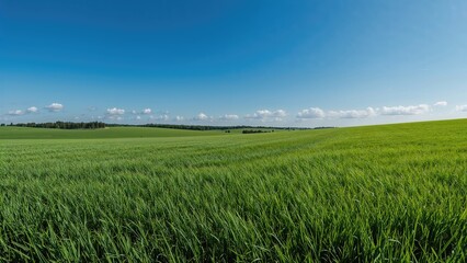 Obraz premium Expansive green meadow beneath a bright azure sky on a clear day
