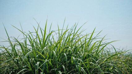 Gramineae family grass with a clear blue sky behind