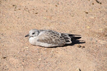 A young gull is lying down on a sandy beach in bright summer day.